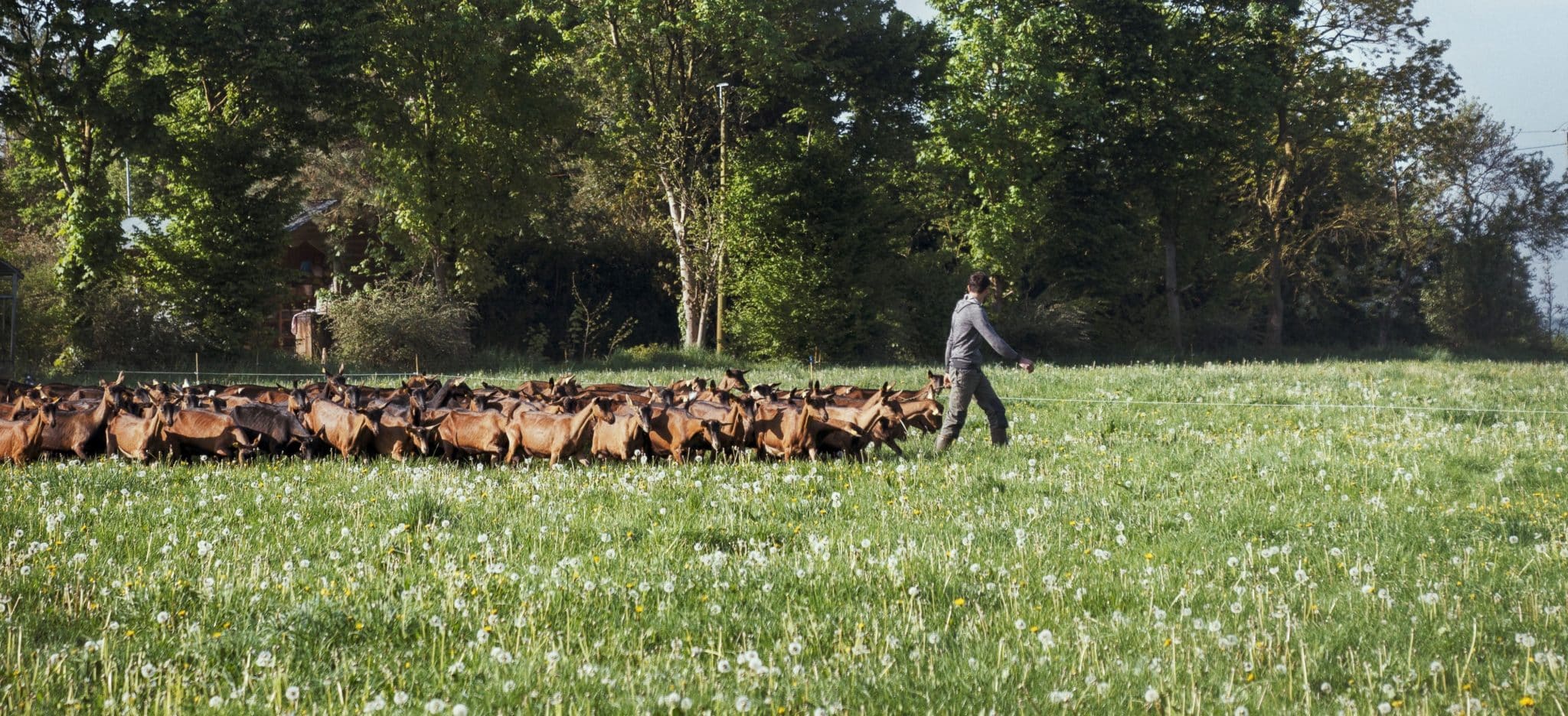 Troupeau de chèvres